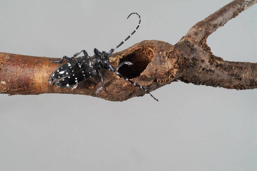 Citrus Longhorn Beetle